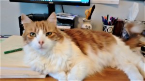 thumbnail_IMG_20170618_163810328 cat (2)